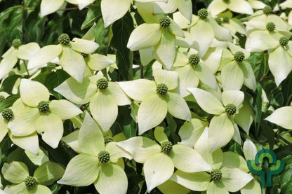 Cornus kousa 'National'
