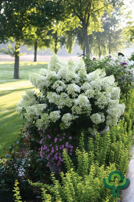 Hydrangea paniculata 'Bobo' ®