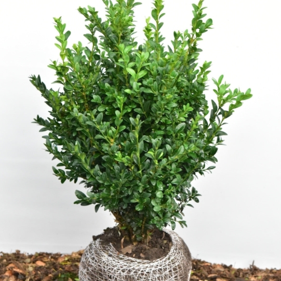 Buxus sempervirens 'Select'