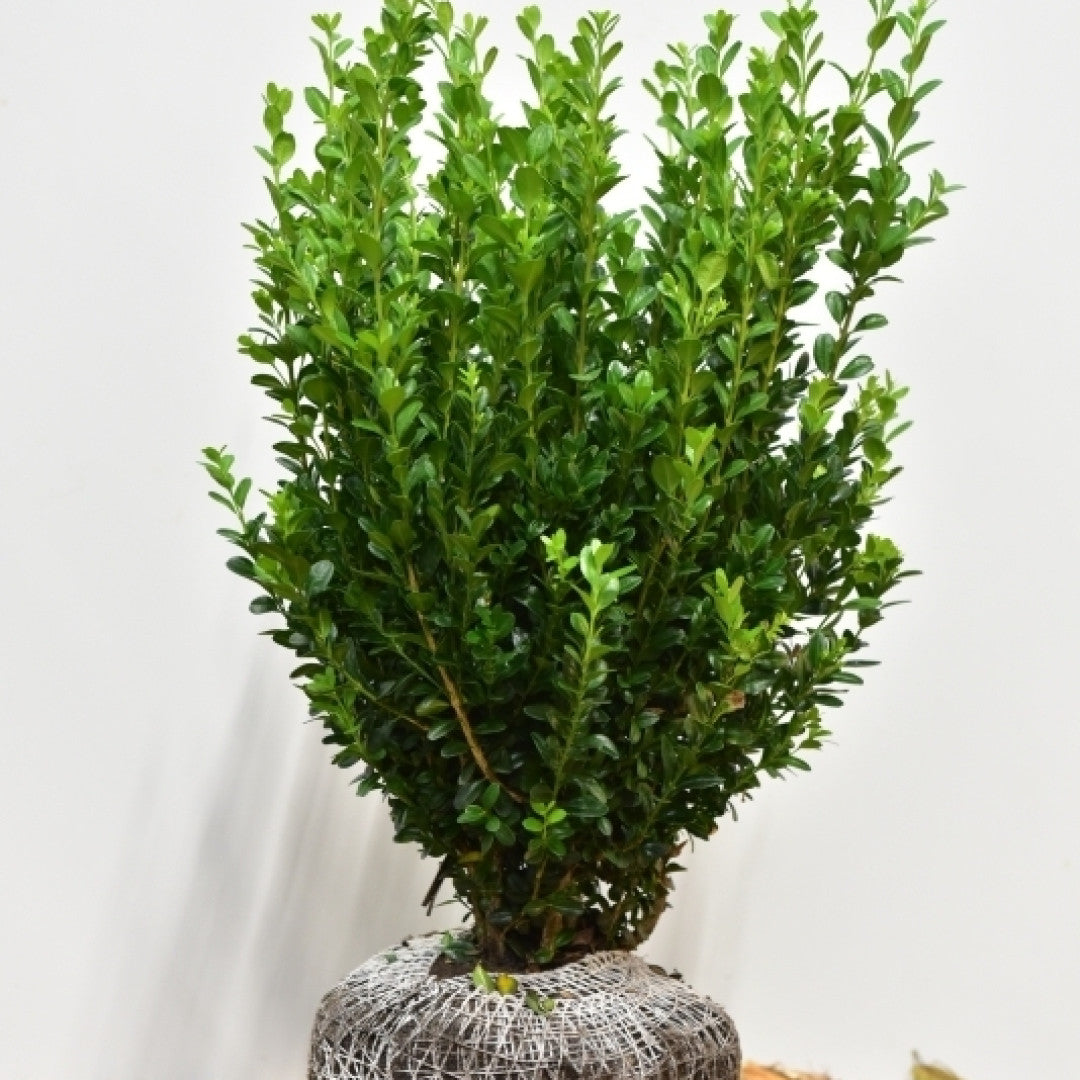 Buxus sempervirens 'Select'