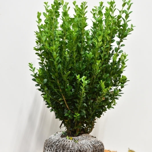 Buxus sempervirens 'Select'