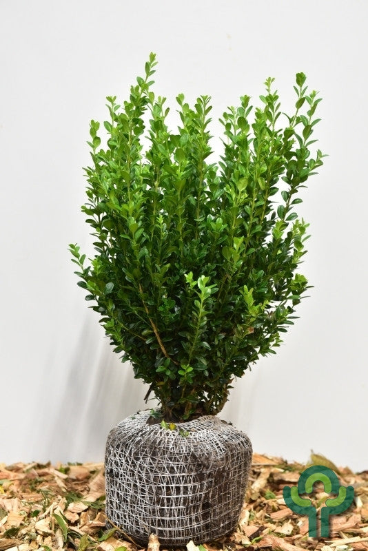 Buxus sempervirens 'Select'