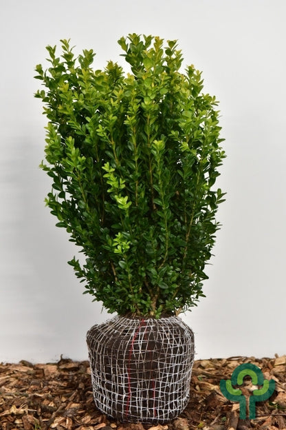 Buxus sempervirens 'Select'