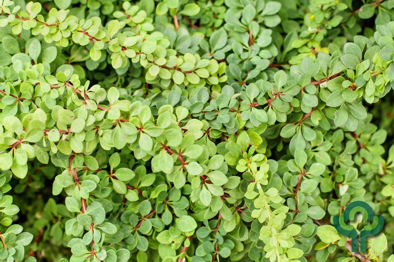 Berberis thunbergii