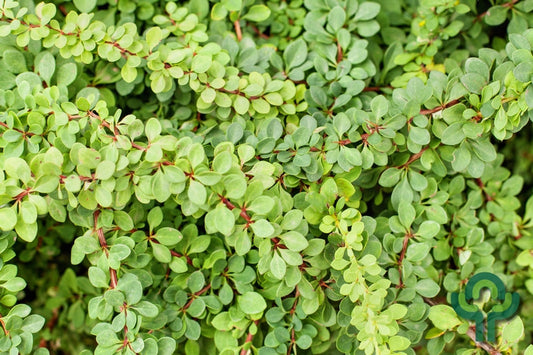 Berberis thunbergii