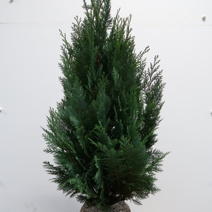 Chamaecyparis lawsoniana 'Columnaris'