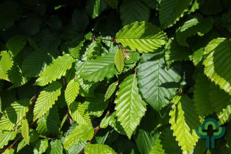 Carpinus betulus