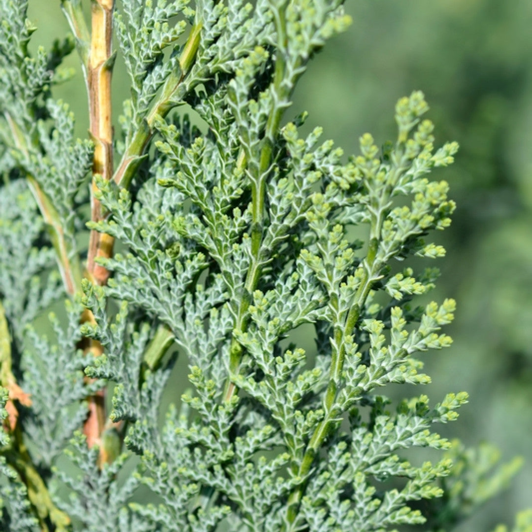 Chamaecyparis lawsoniana 'Columnaris'