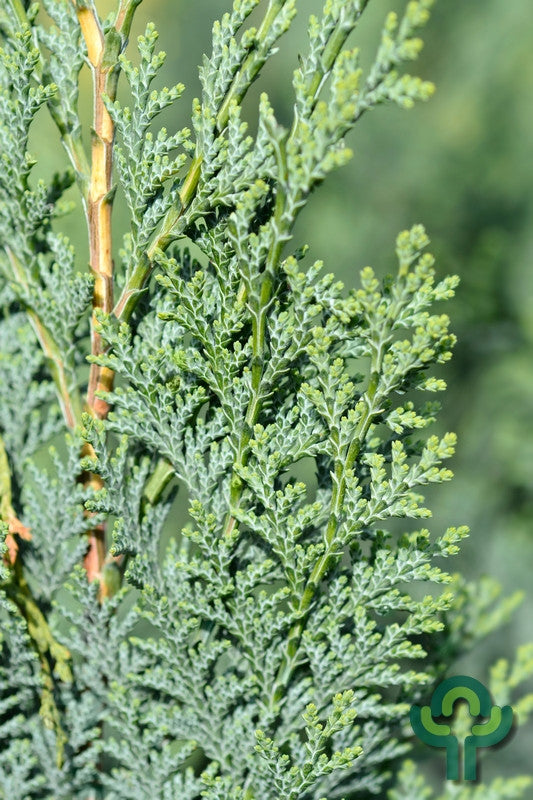 Chamaecyparis lawsoniana 'Columnaris'