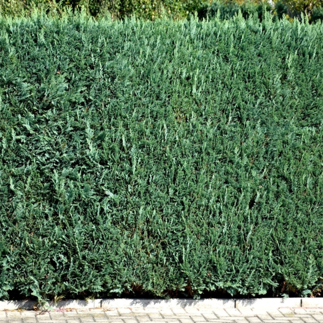 Chamaecyparis lawsoniana 'Columnaris'