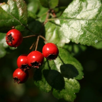 Crataegus laevigata
