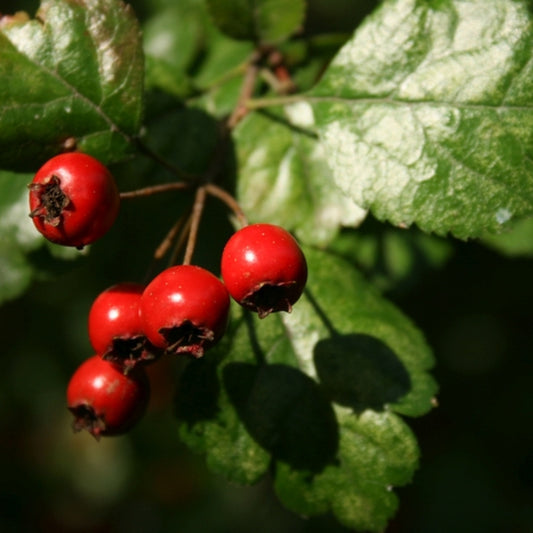 Crataegus laevigata
