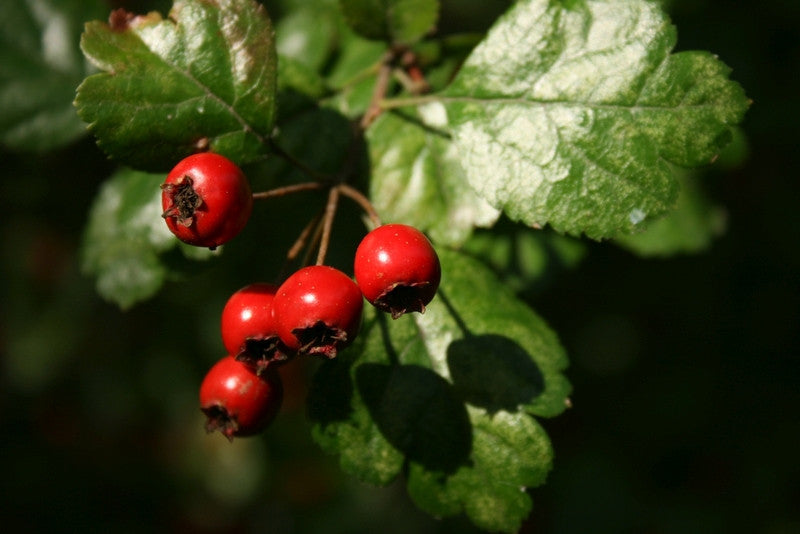 Crataegus laevigata