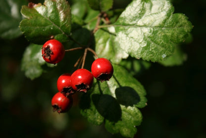 Crataegus laevigata