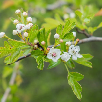 Crataegus laevigata