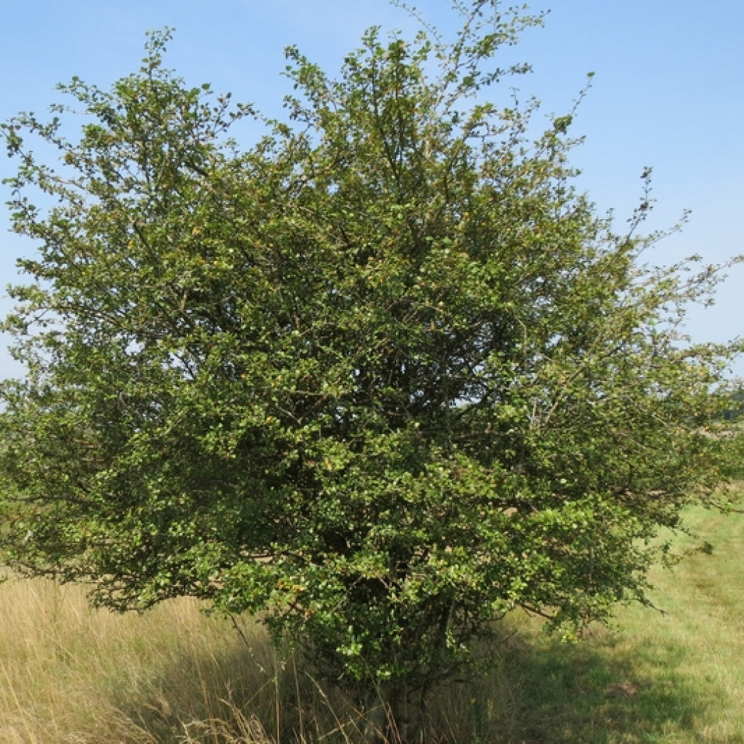 Crataegus laevigata
