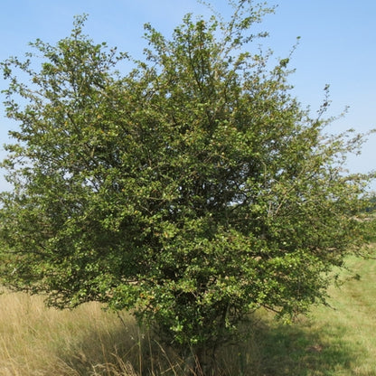 Crataegus laevigata