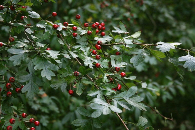 Crataegus monogyna