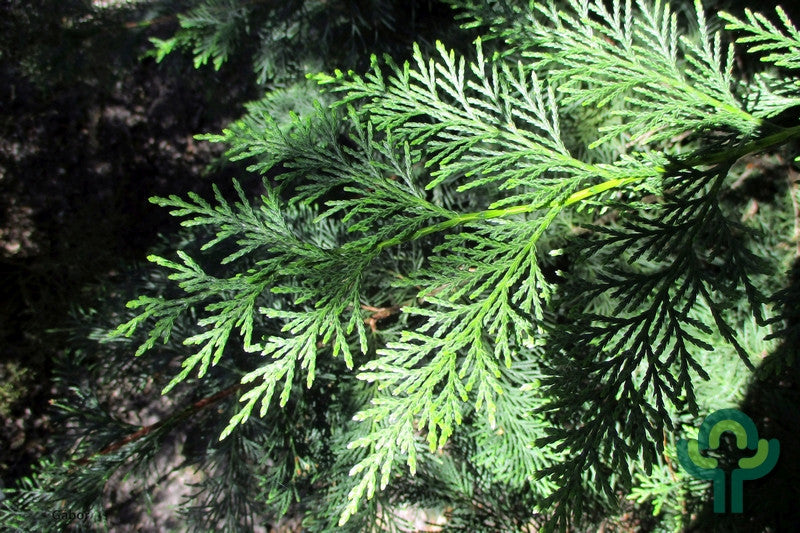 Cupressocyparis leylandii