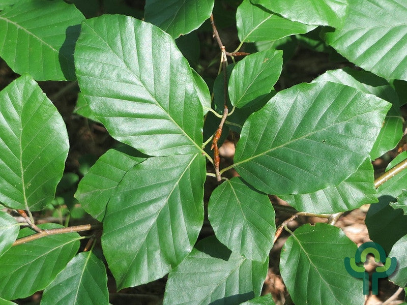 Fagus sylvatica