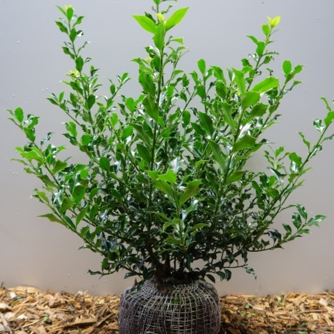 Ilex aquifolium 'Alaska'