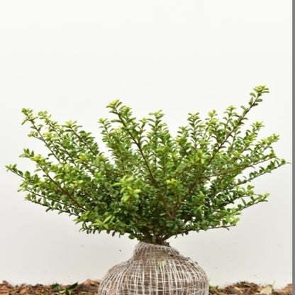 Ilex crenata 'Convexa'