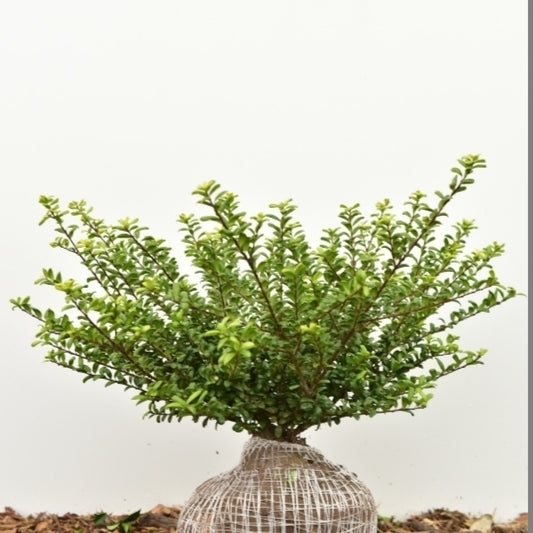 Ilex crenata 'Convexa'