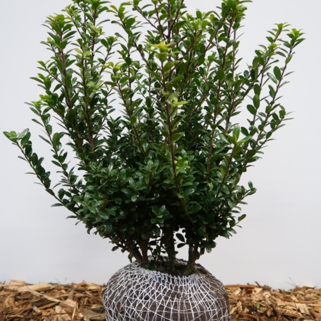 Ilex crenata 'Caroline Upright'