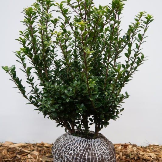 Ilex crenata 'Caroline Upright'