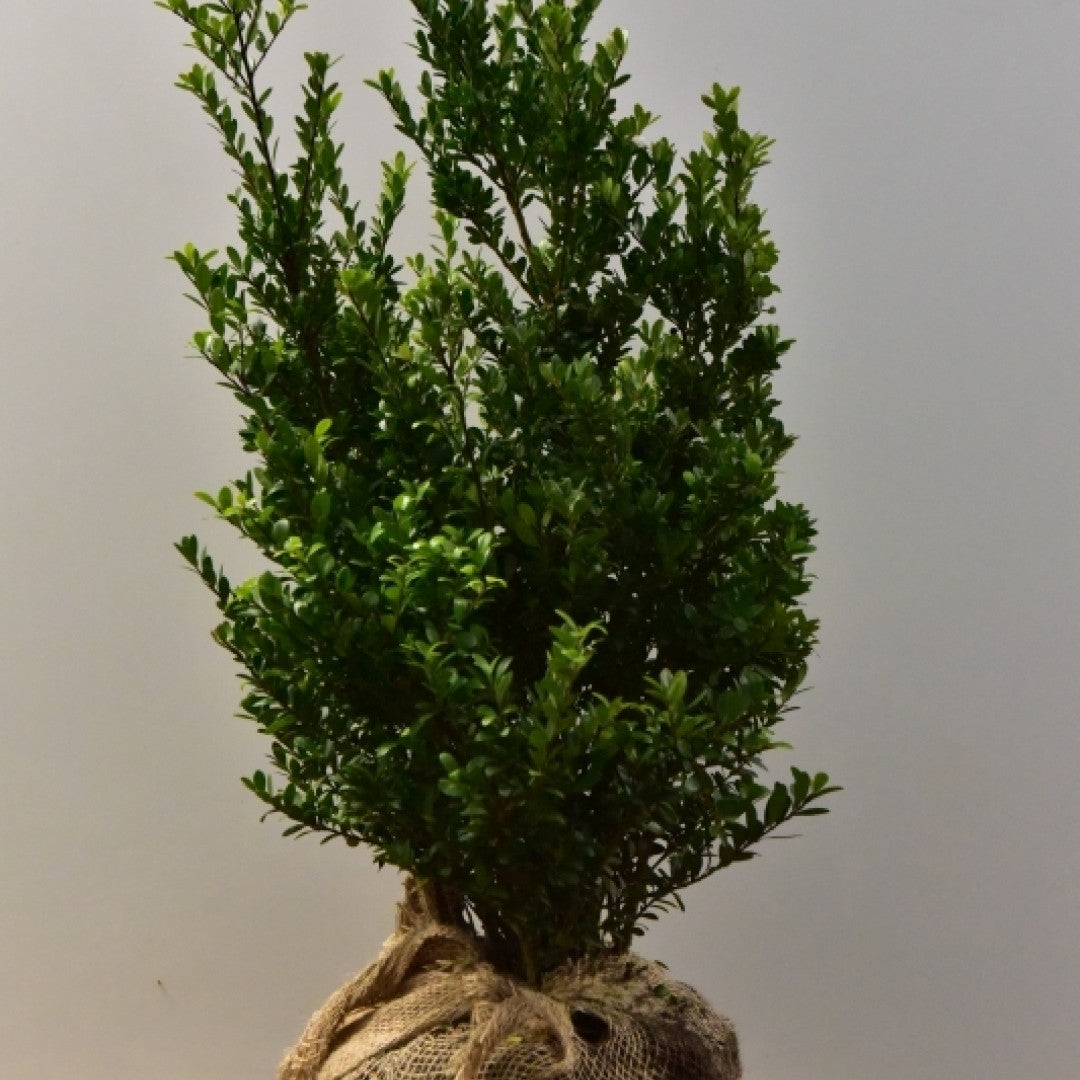 Ilex crenata 'Dark Green'
