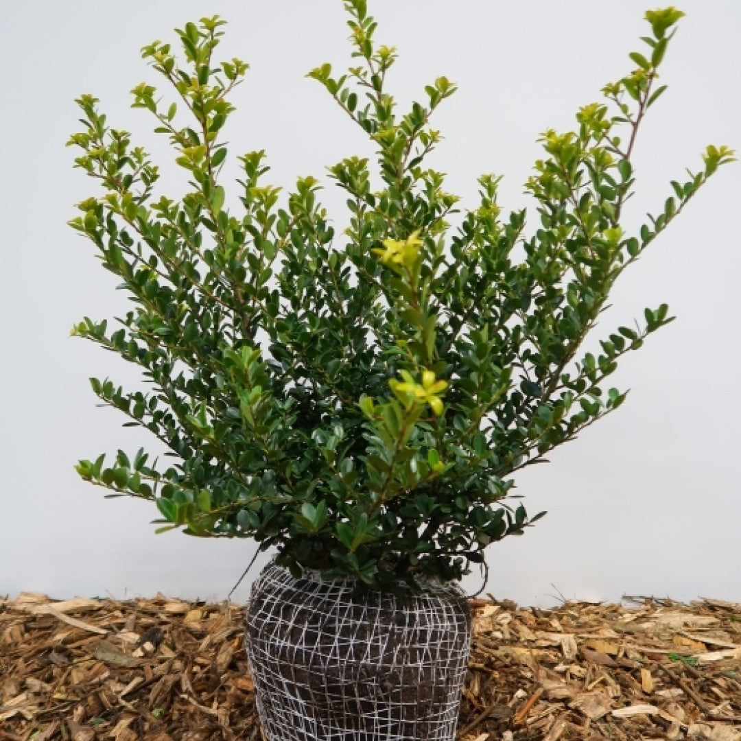 Ilex crenata 'Green Hedge'