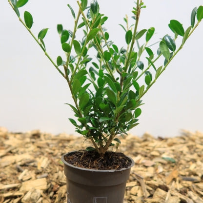Ilex crenata LUXUS ® Hedge