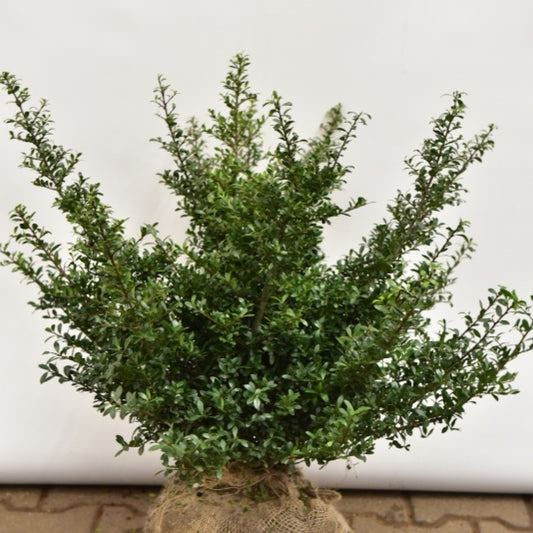 Ilex crenata 'Stokes'