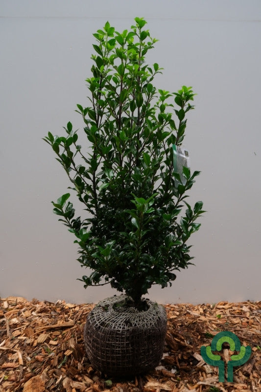 Ilex meserveae 'Heckenpracht' ®