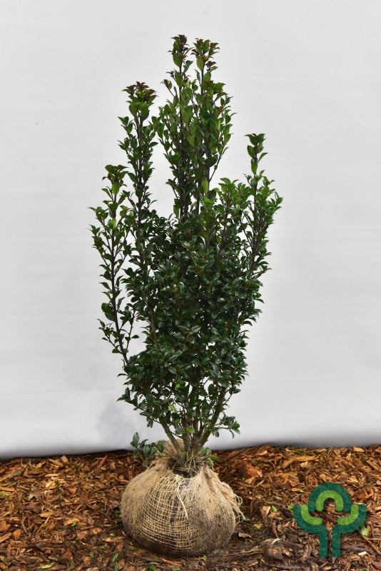Ilex meserveae 'Heckenpracht' ®