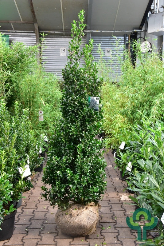 Ilex meserveae 'Heckenstar' ®