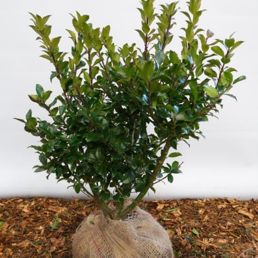 Ilex meserveae 'Blue Maid'