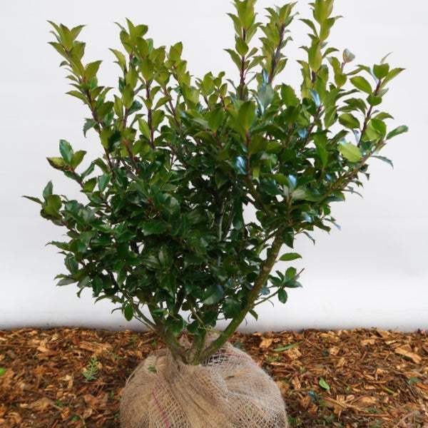 Ilex meserveae 'Blue Maid'