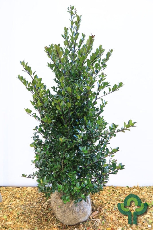 Ilex meserveae 'Heckenblau'