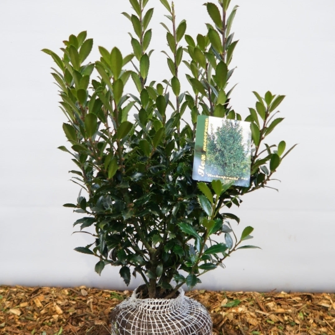 Ilex meserveae 'Heckenfee' ®