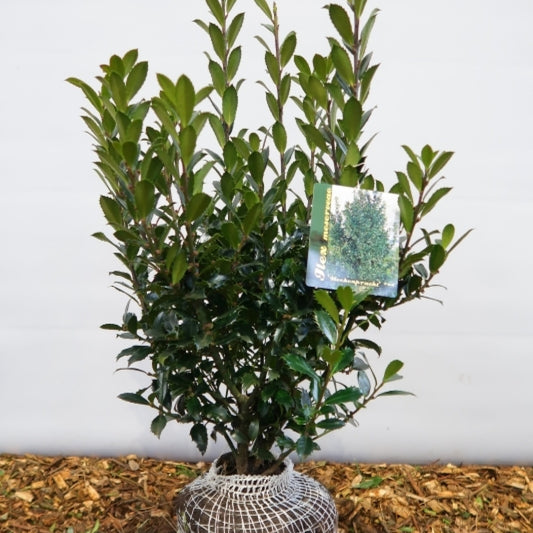 Ilex meserveae 'Heckenfee' ®