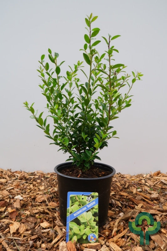 Ilex maximowicziana kanehirae