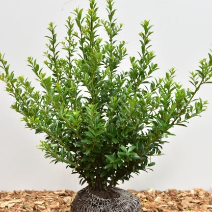 Ilex maximowicziana kanehirae