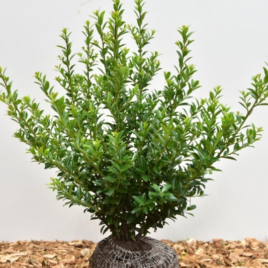 Ilex maximowicziana kanehirae