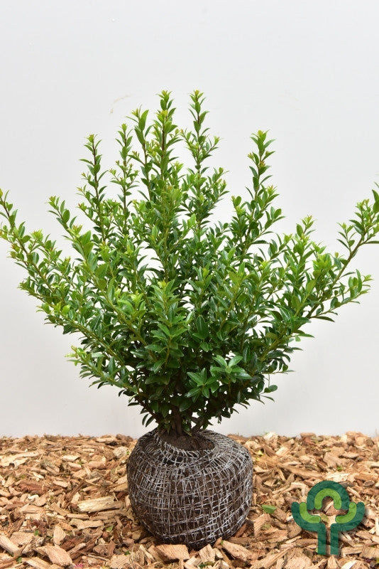 Ilex maximowicziana kanehirae