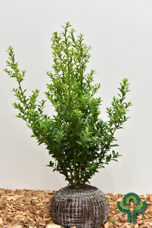 Ilex maximowicziana kanehirae