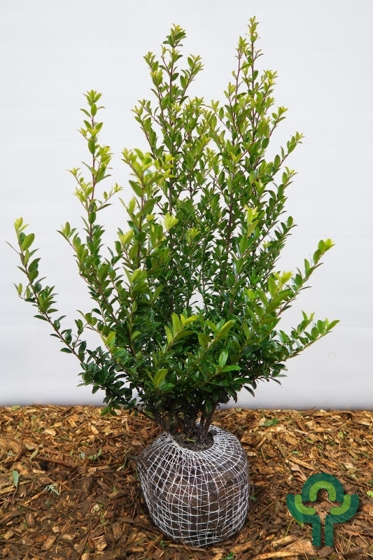 Ilex maximowicziana kanehirae