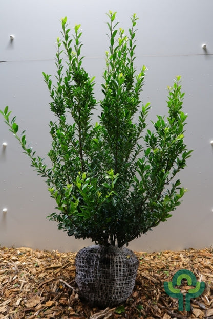 Ilex maximowicziana kanehirae