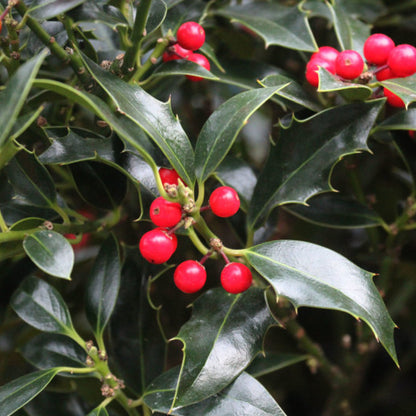 Ilex aquifolium 'Alaska'