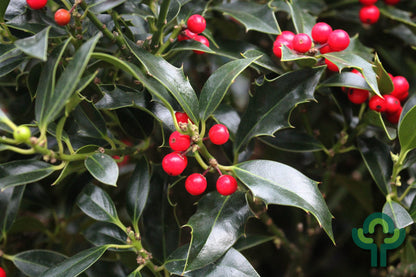 Ilex aquifolium 'Alaska'